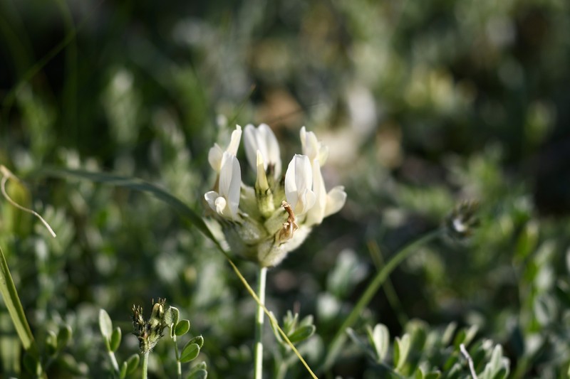 Astragalus vesicarius subsp. pastellianus