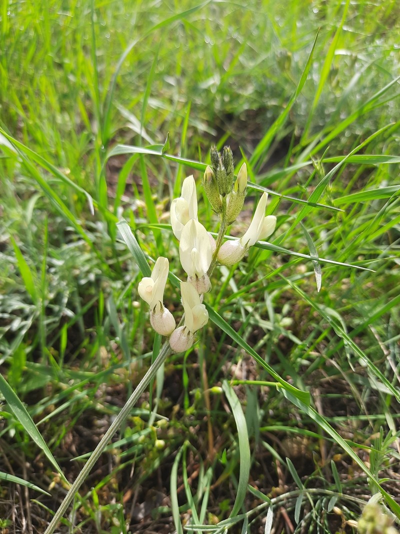 Astragalus vesicarius subsp. pastellianus photo 2