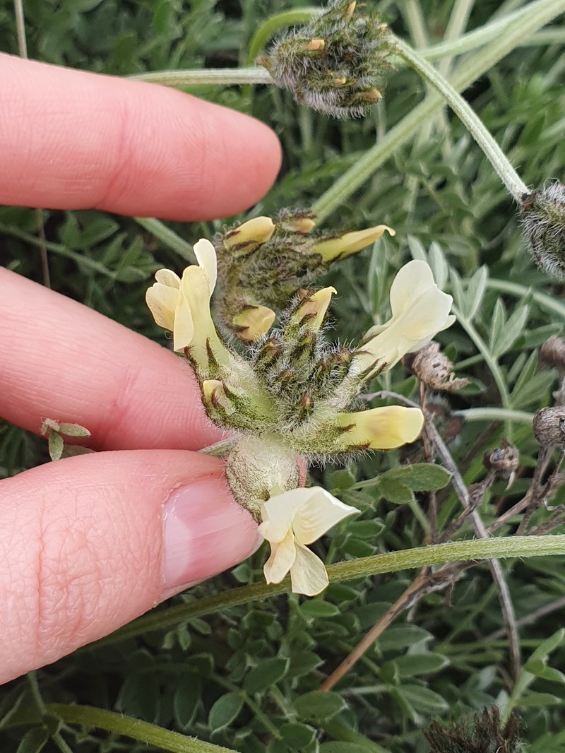 Astragalus vesicarius subsp. pastellianus photo 3
