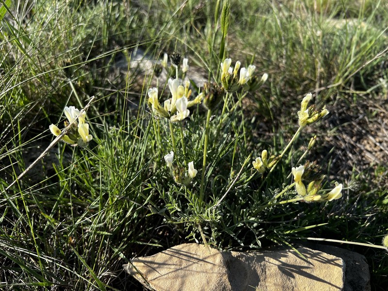 Astragalus vesicarius subsp. pastellianus photo 4