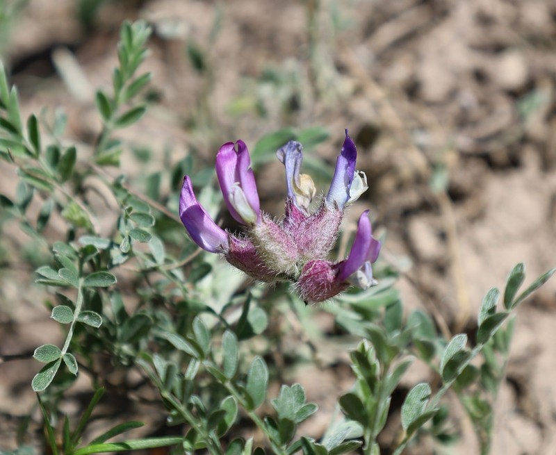 Astragalus vesicarius subsp. vesicarius