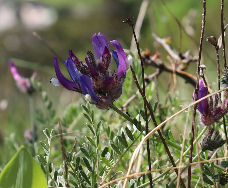 Astragalus vesicarius subsp. vesicarius photo 2