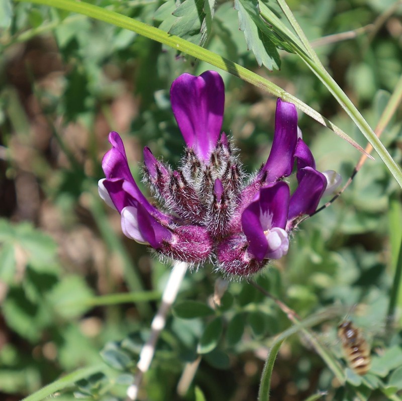 Astragalus vesicarius subsp. vesicarius photo 3