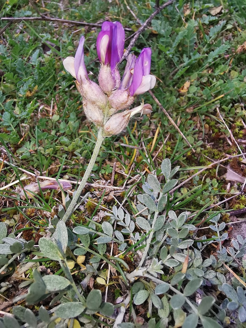 Astragalus vesicarius subsp. vesicarius photo 4