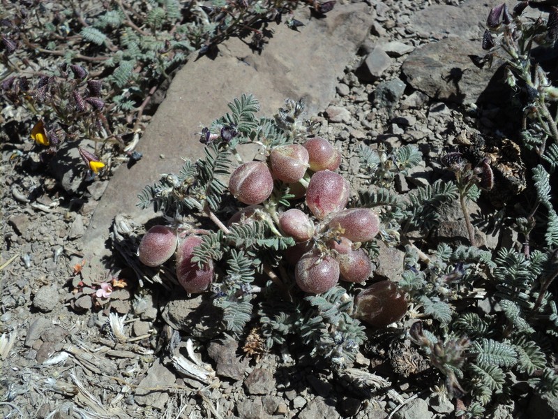 Astragalus vesiculosus
