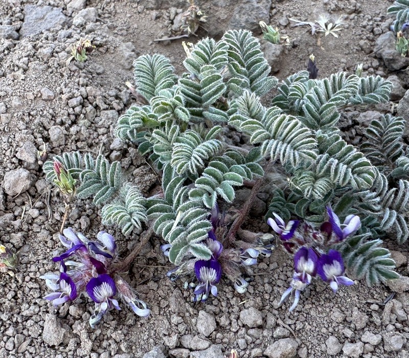 Astragalus vesiculosus photo 2