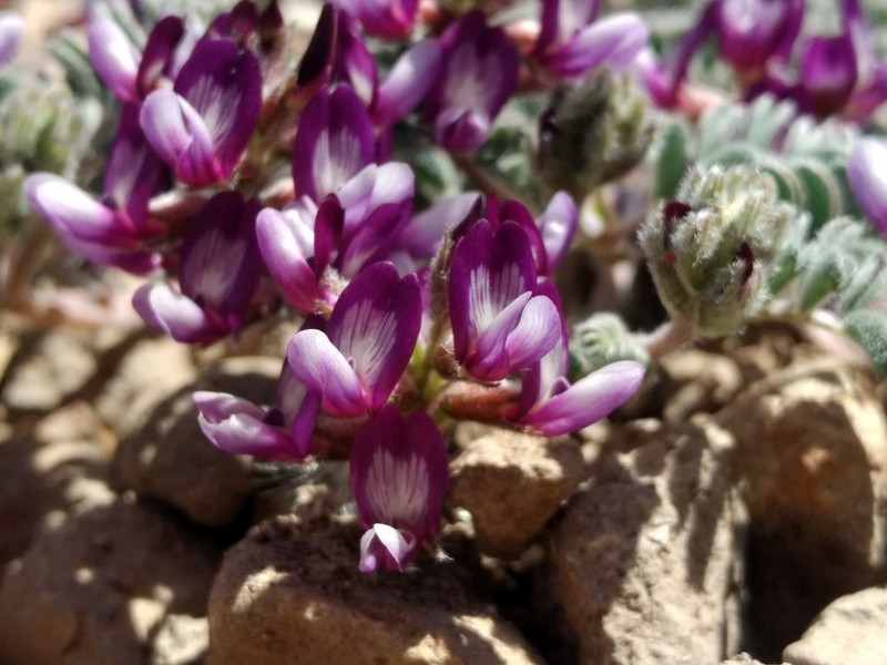 Astragalus vesiculosus photo 3