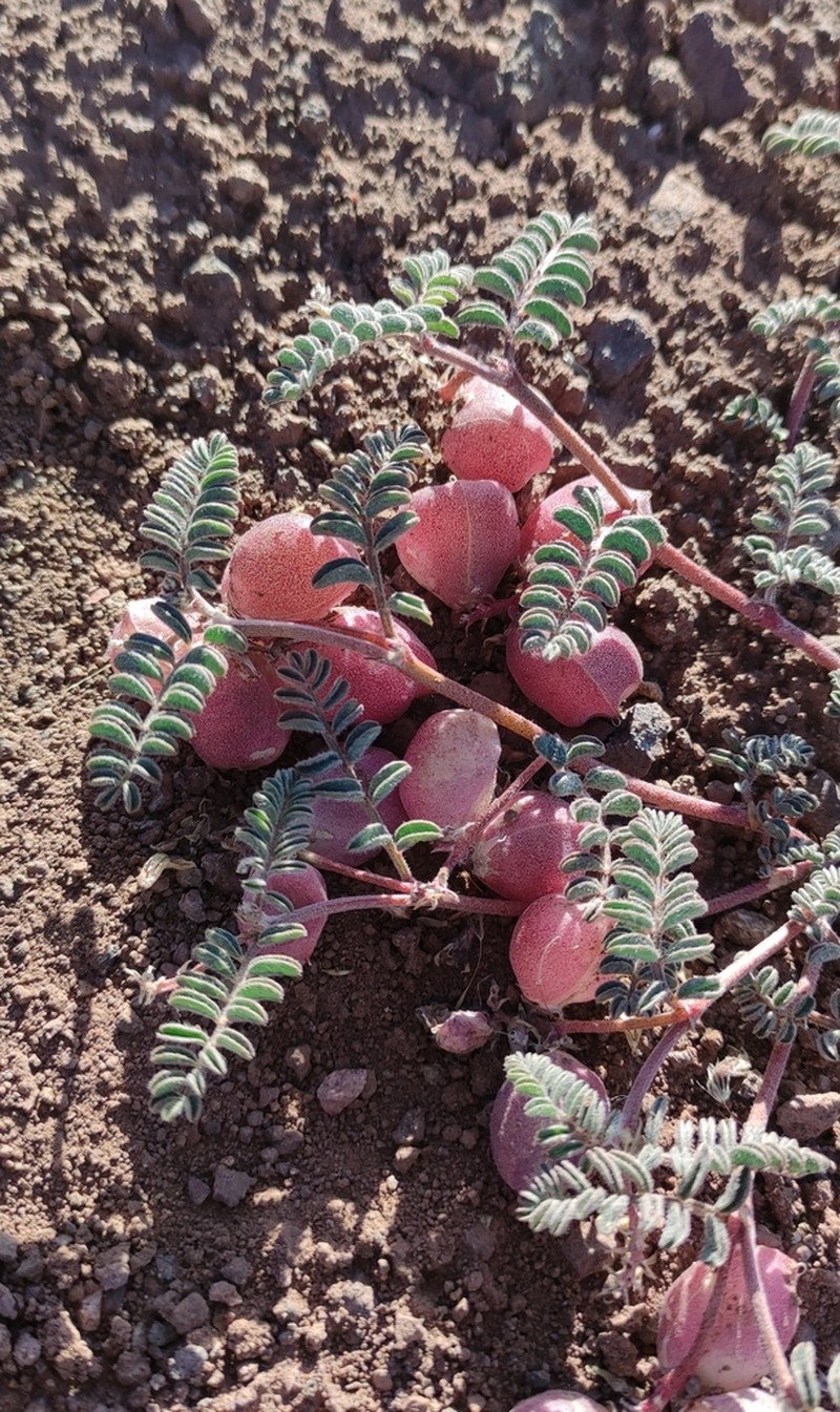 Astragalus vesiculosus photo 4