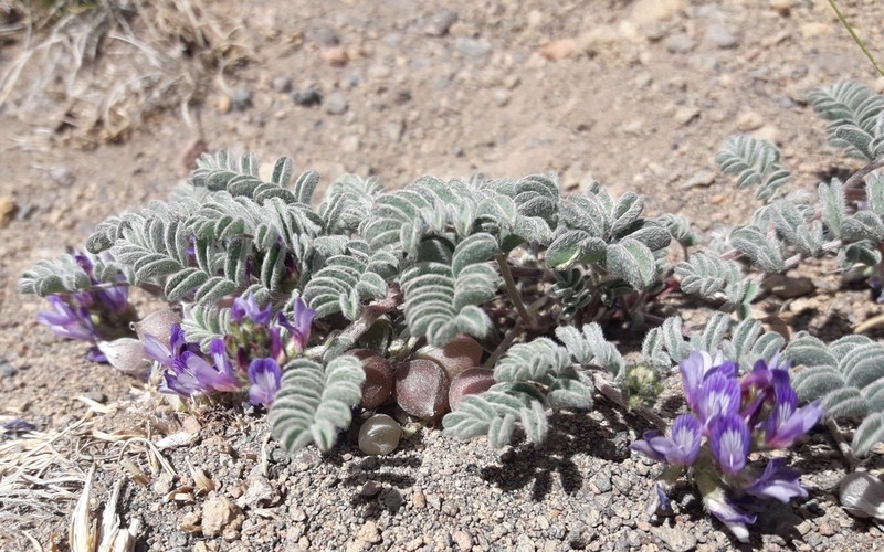 Astragalus vesiculosus photo 5