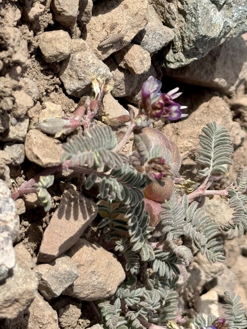 Astragalus vesiculosus photo 6