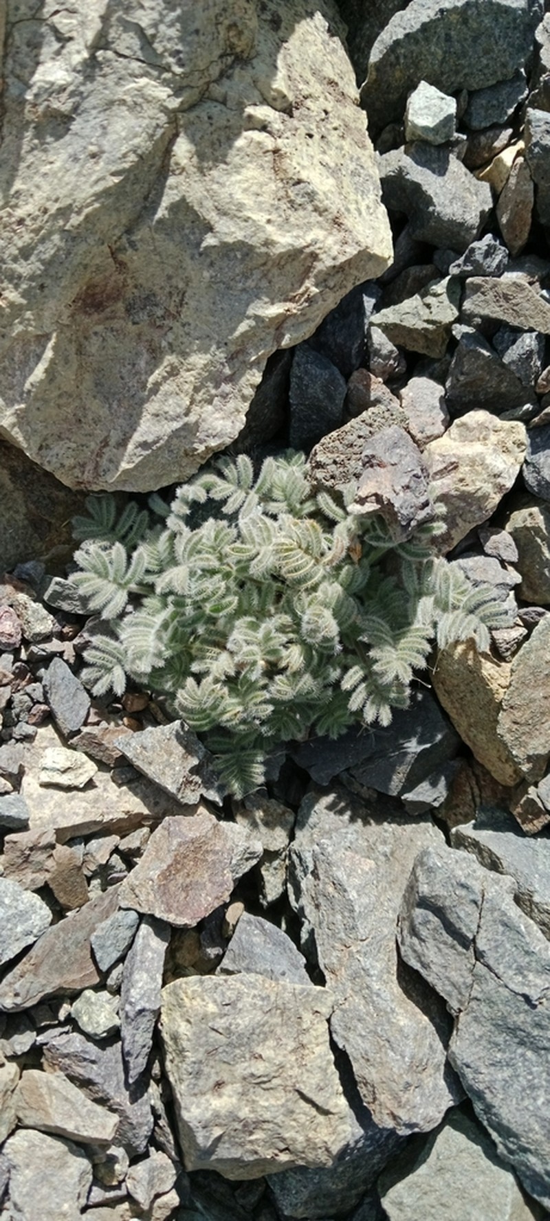Astragalus vesiculosus photo 7