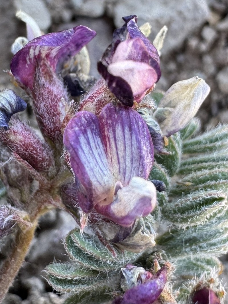 Astragalus vesiculosus photo 8
