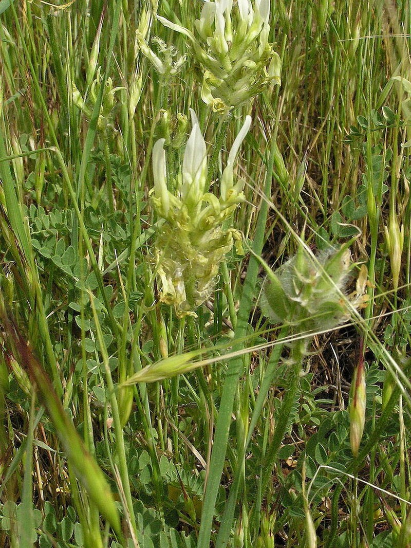 Astragalus vexillaris