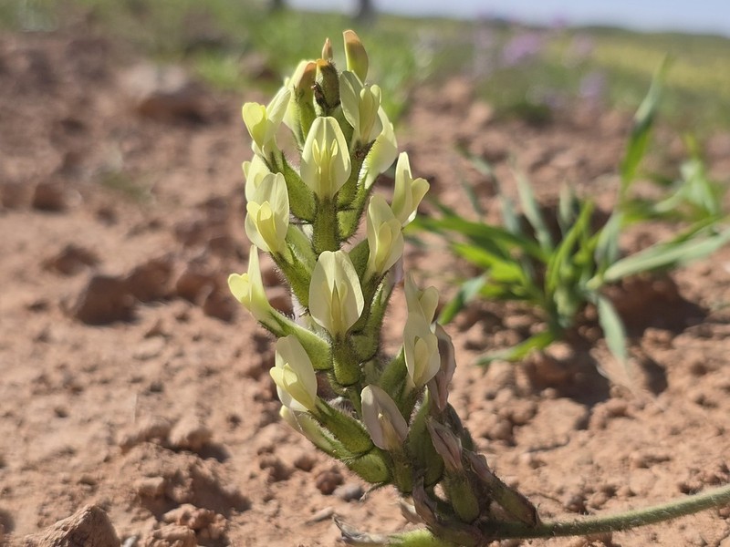 Astragalus vexillaris photo 2