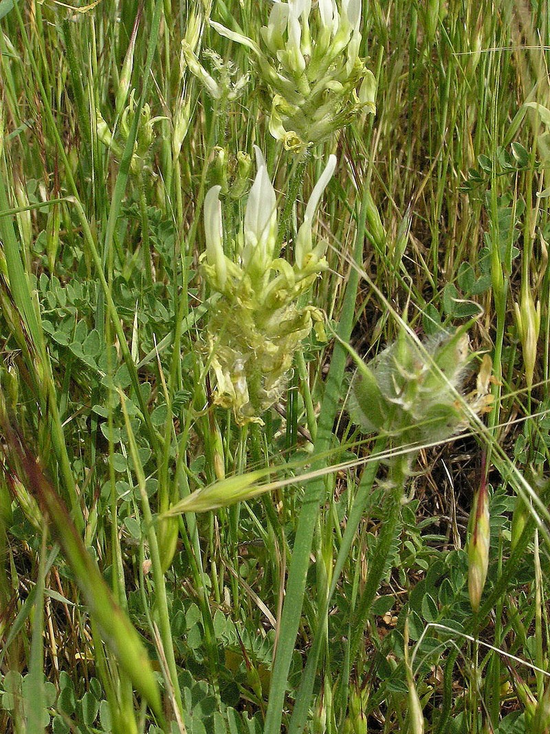 Astragalus vexillaris photo 3