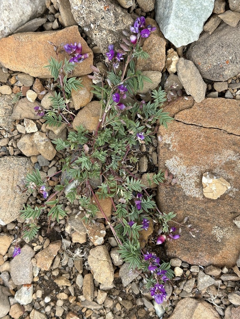 Bentflower Milkvetch