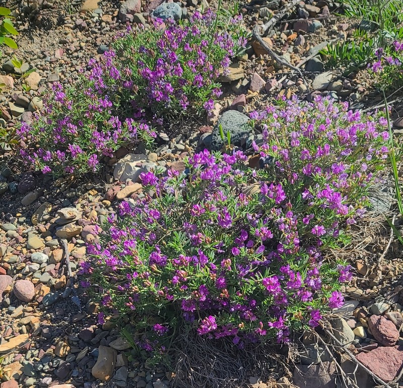 Bentflower Milkvetch photo 2