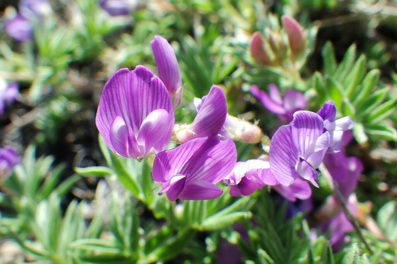Bentflower Milkvetch photo 3