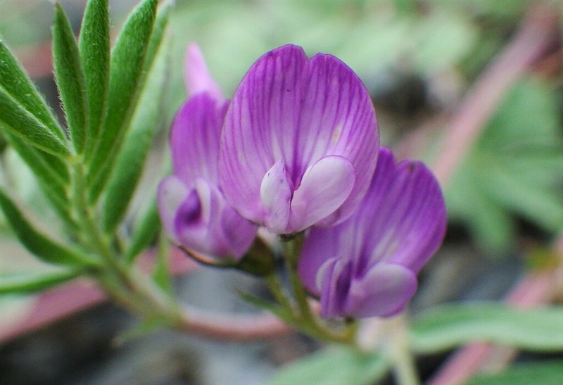 Bentflower Milkvetch photo 4