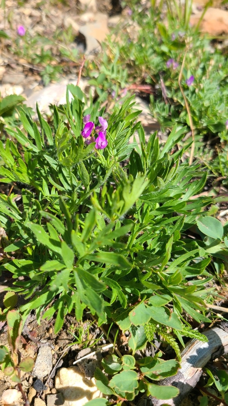 Bentflower Milkvetch photo 5
