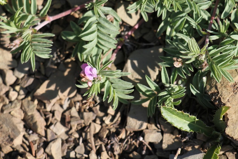 Bentflower Milkvetch photo 6