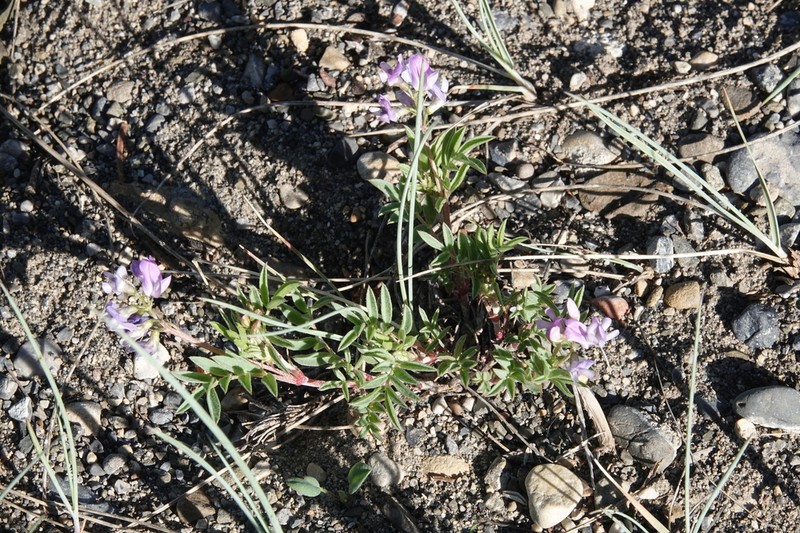 Bentflower Milkvetch photo 7