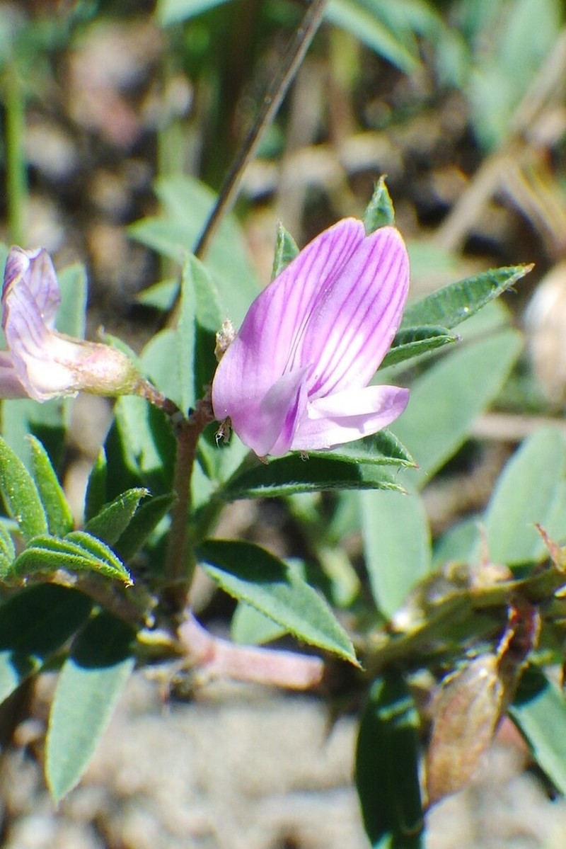 Bentflower Milkvetch photo 8