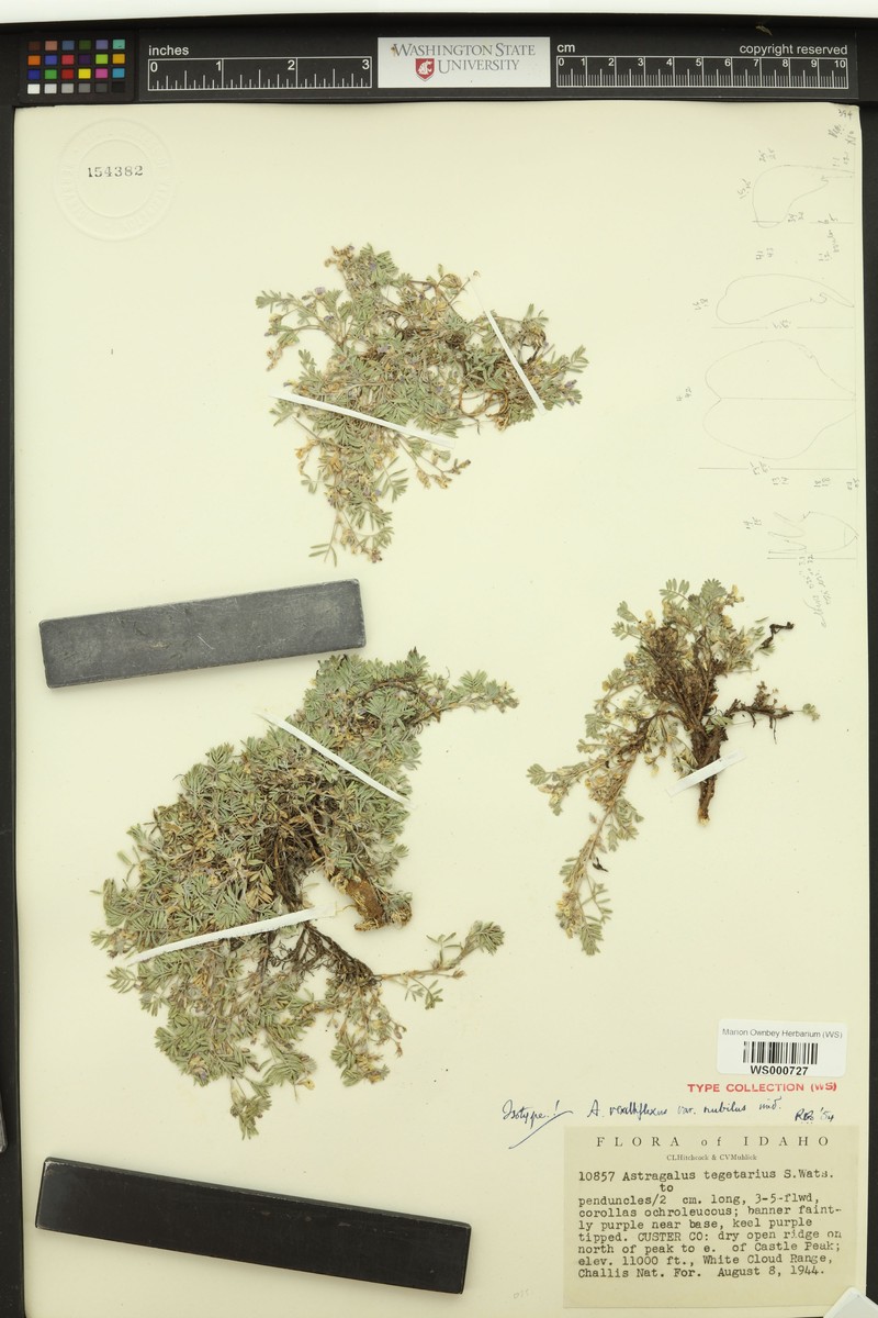 Astragalus vexilliflexus var. nubilus