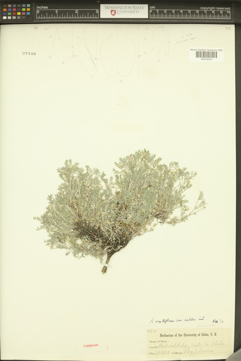 Astragalus vexilliflexus var. nubilus photo 2