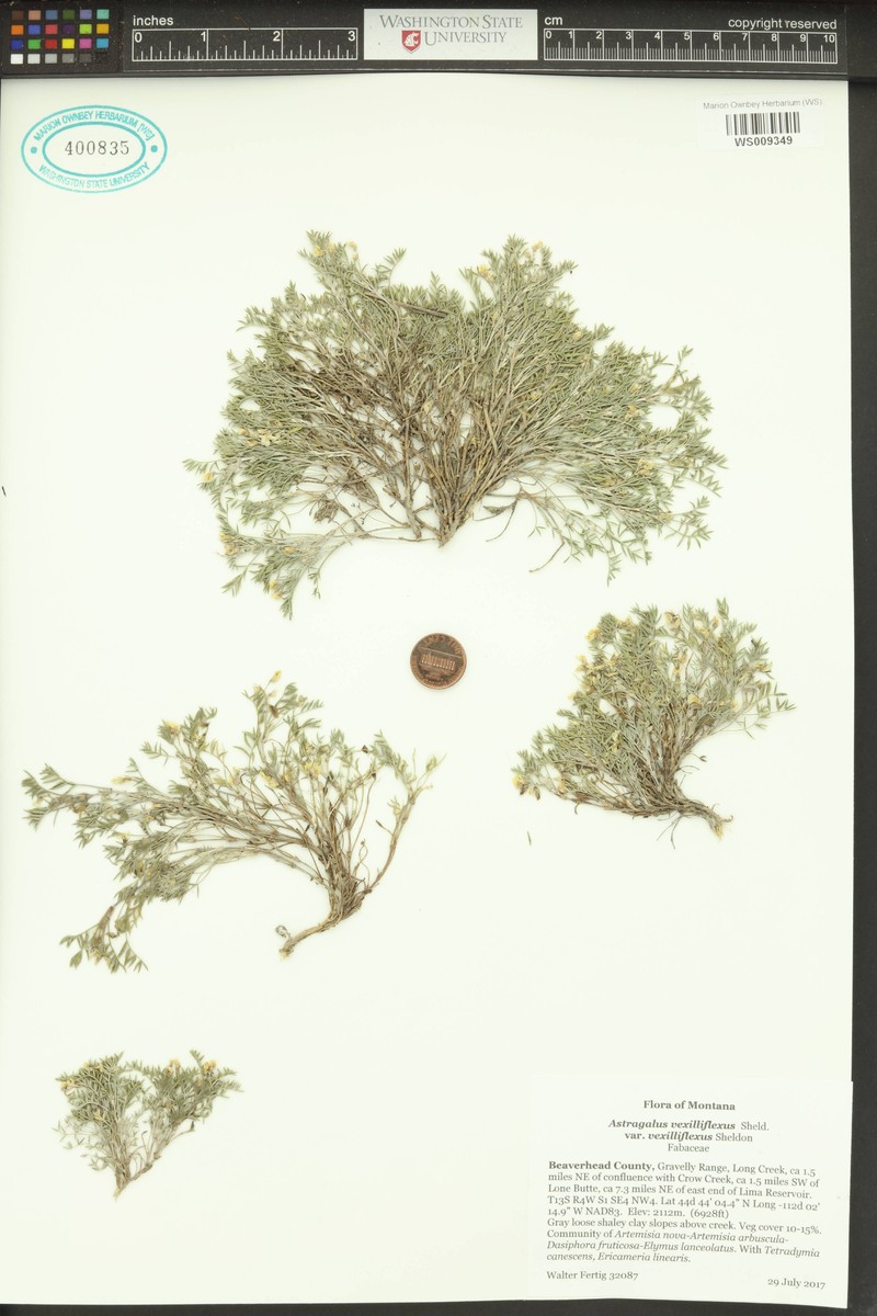 Astragalus vexilliflexus var. vexilliflexus