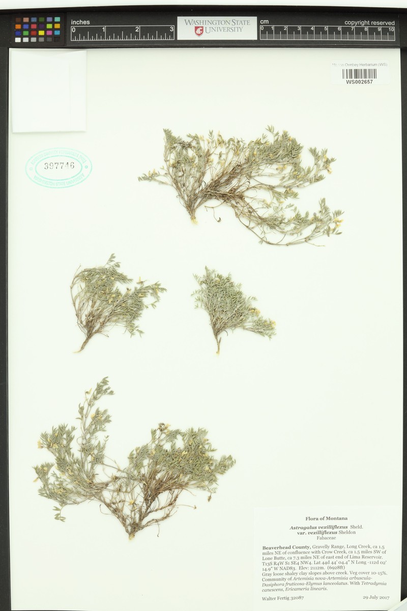 Astragalus vexilliflexus var. vexilliflexus photo 2