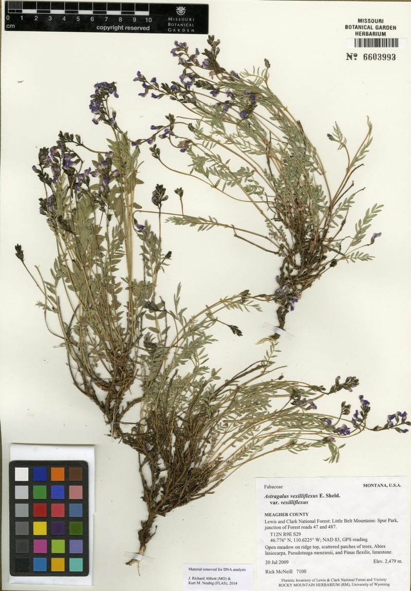 Astragalus vexilliflexus var. vexilliflexus