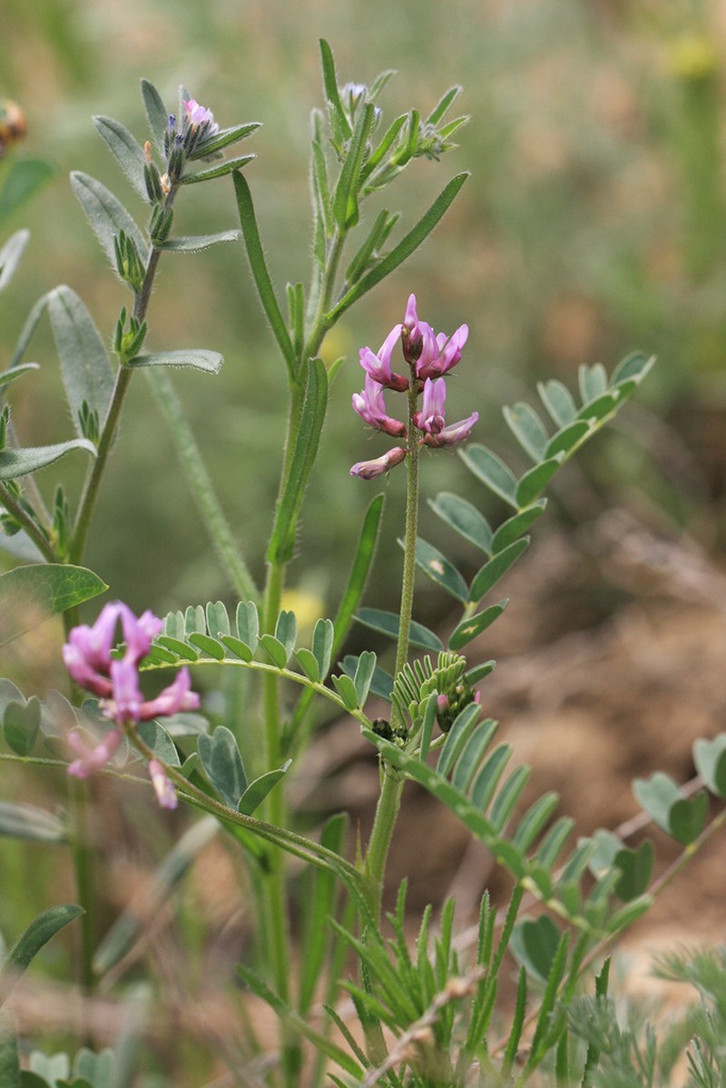 Astragalus vicarius photo 3