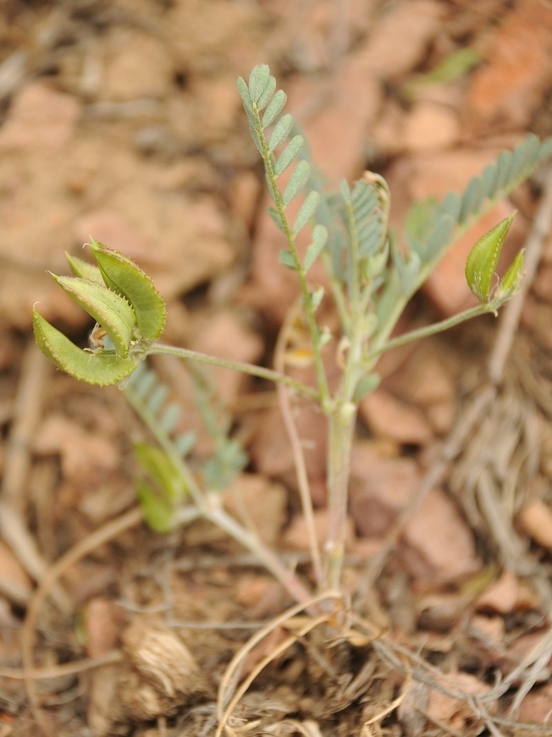 Astragalus vicarius photo 4