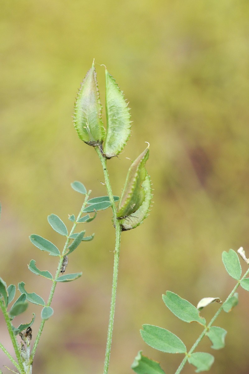 Astragalus vicarius photo 5