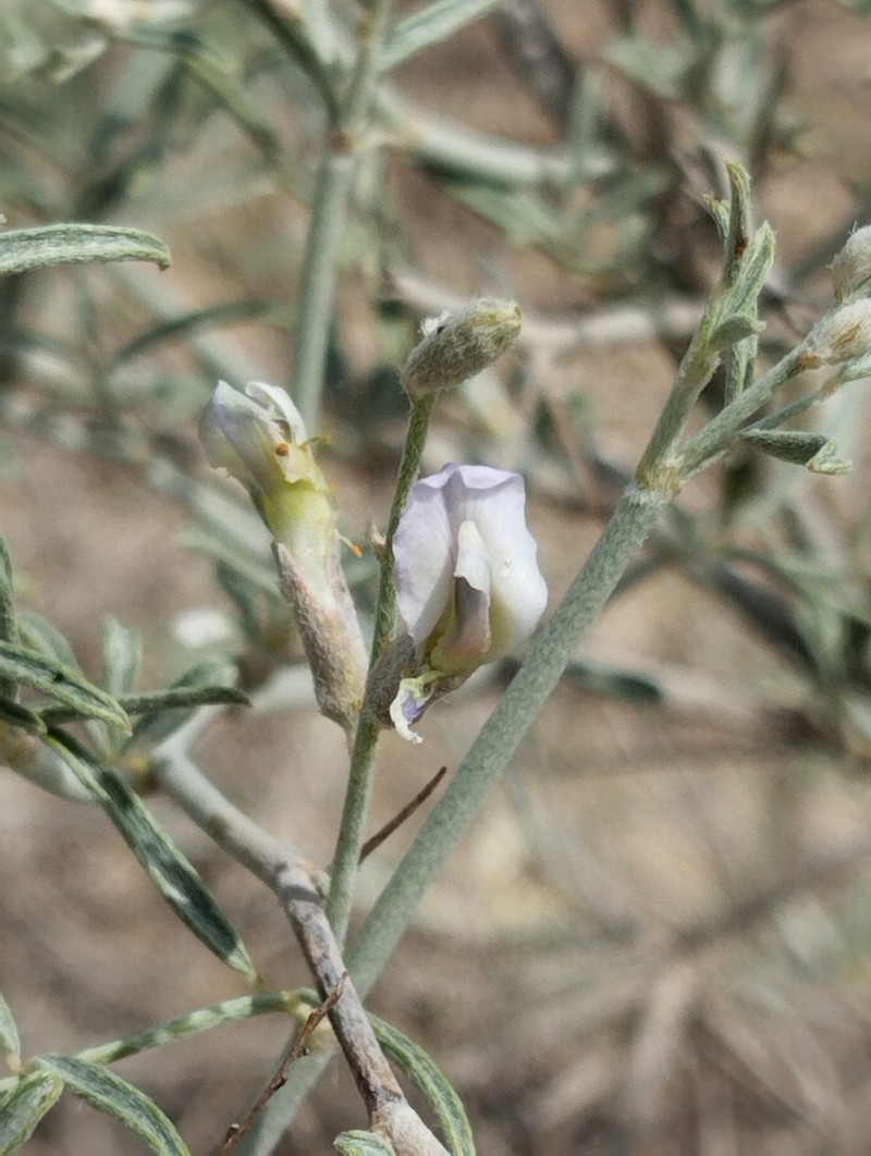 Astragalus villosissimus