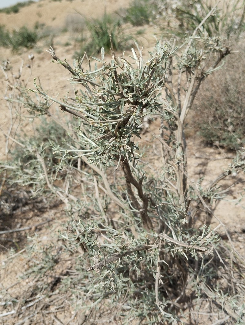 Astragalus villosissimus photo 2
