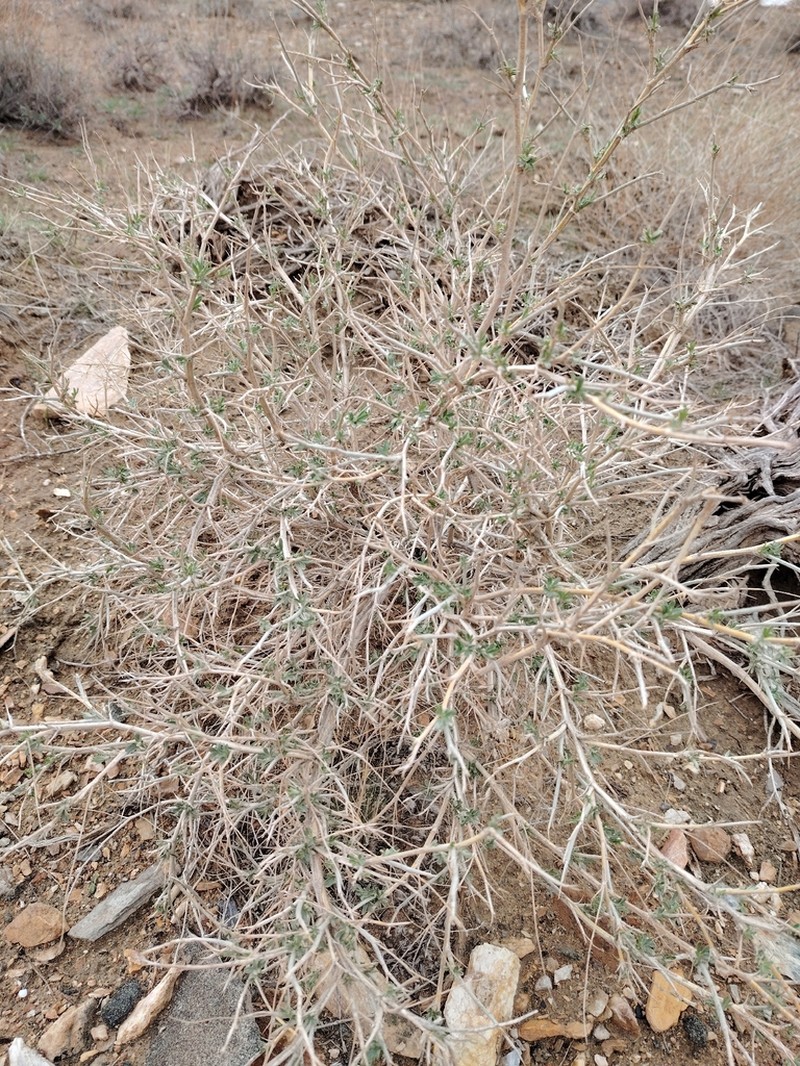 Astragalus villosissimus photo 3