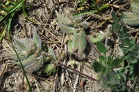 Bearded Milkvetch