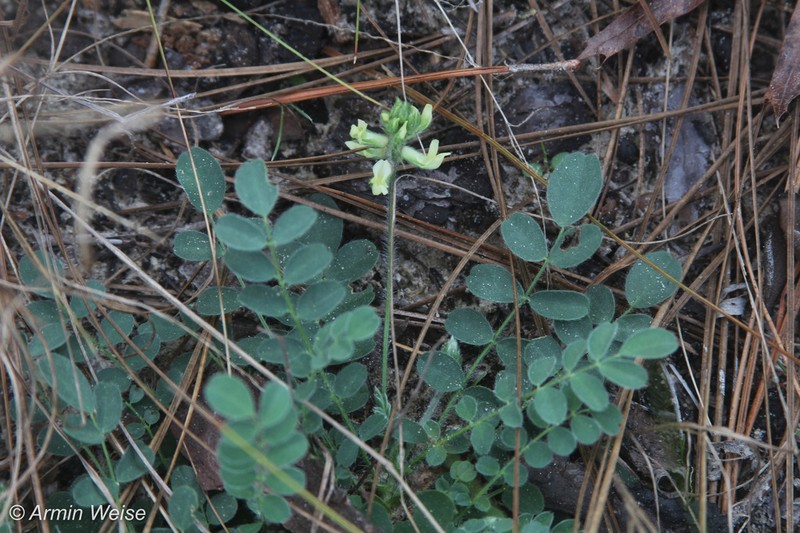 Bearded Milkvetch photo 2