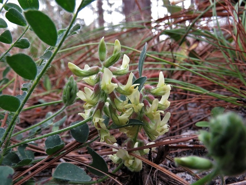 Bearded Milkvetch photo 3