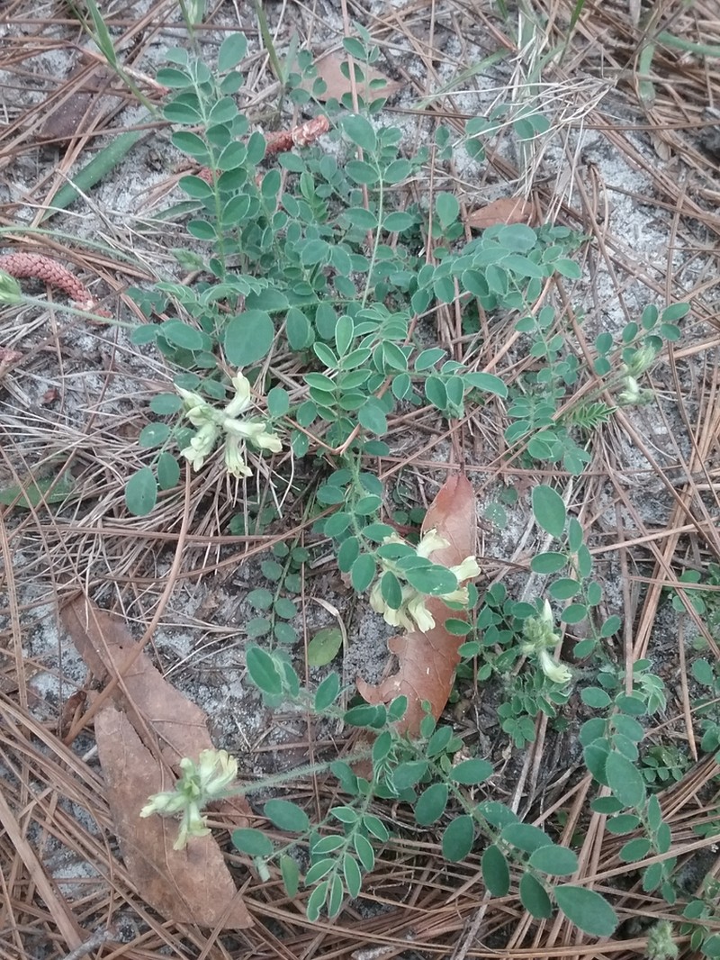 Bearded Milkvetch photo 4