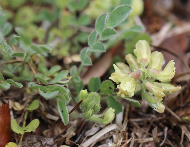 Bearded Milkvetch photo 5
