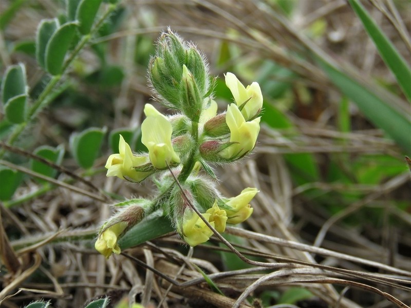 Bearded Milkvetch photo 6
