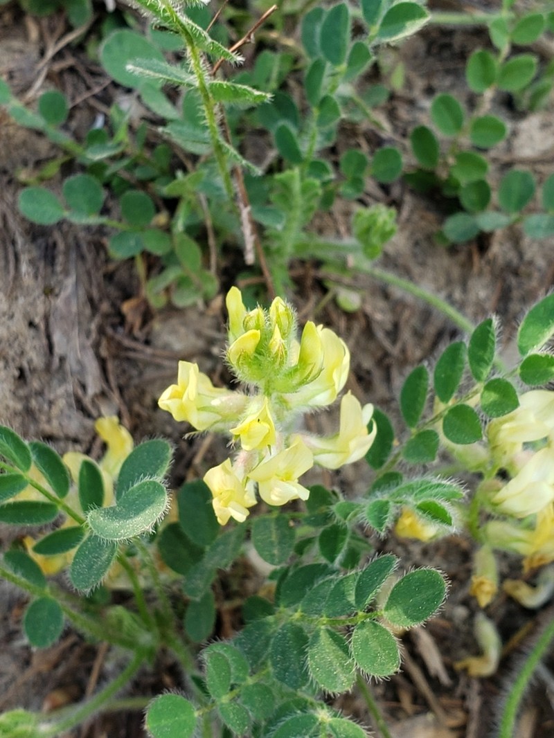 Bearded Milkvetch photo 7
