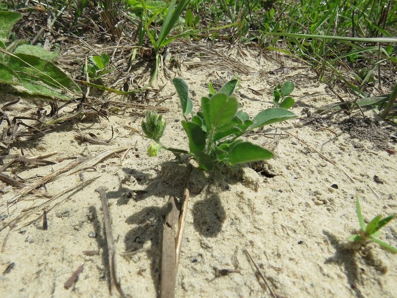 Bearded Milkvetch photo 8