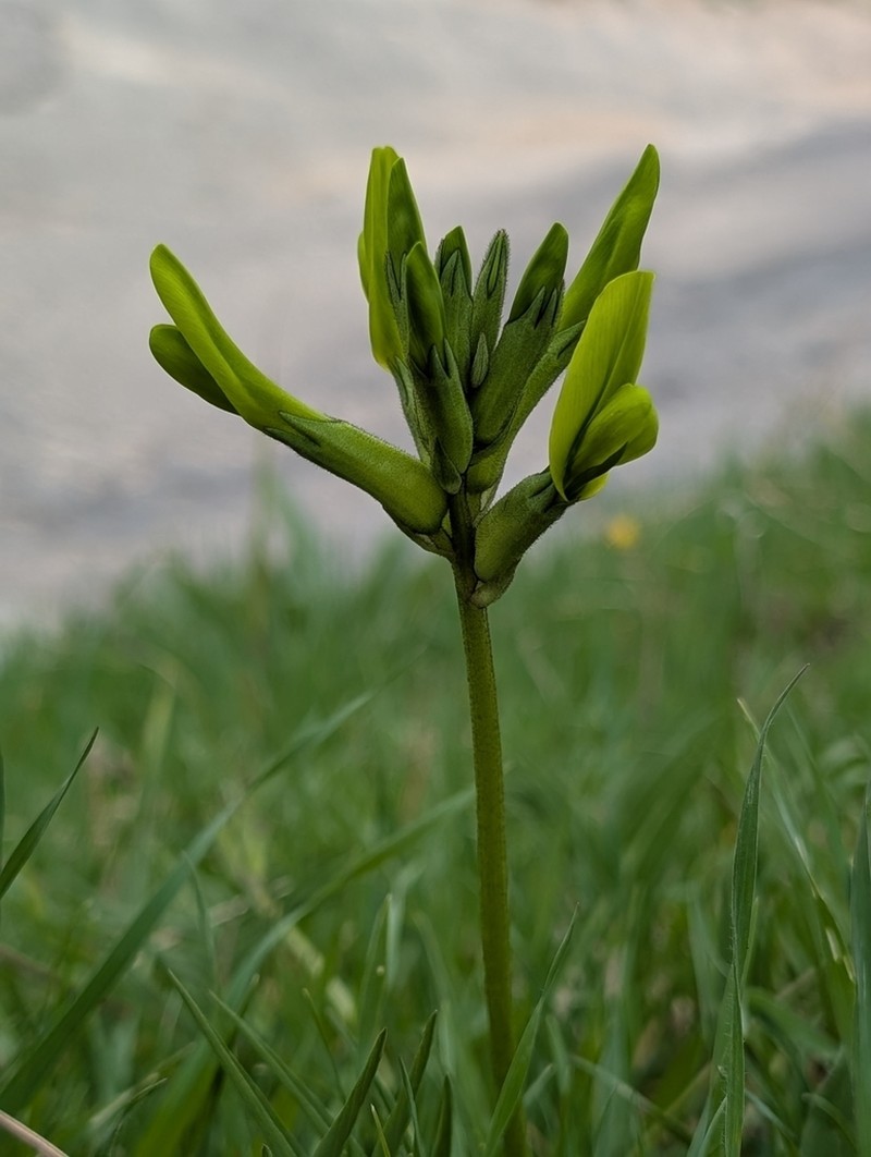 Astragalus viridiflorus