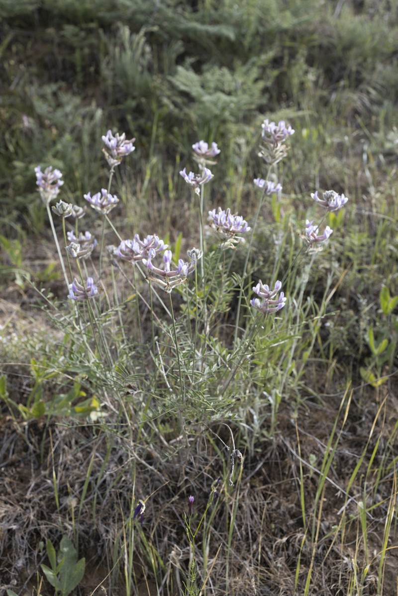 Astragalus viridis