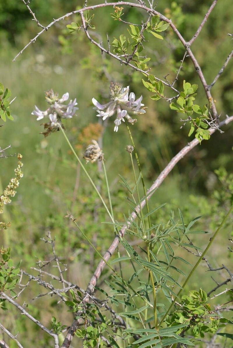 Astragalus viridis photo 2