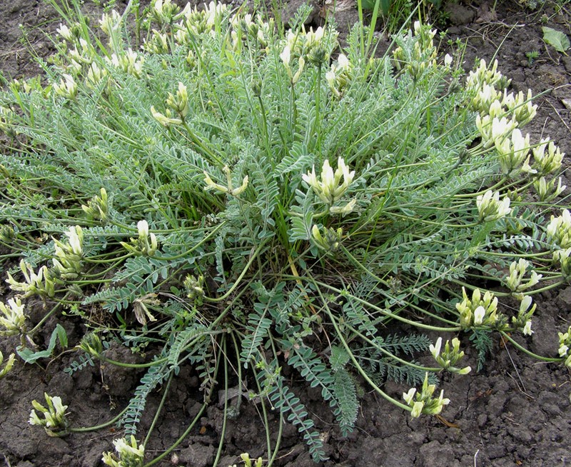 Astragalus visunicus